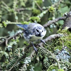 Blue Tit