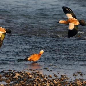 Ruddy Shelduck