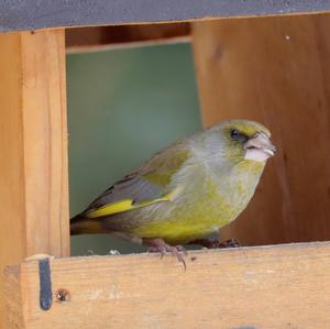 European Greenfinch