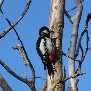 Great Spotted Woodpecker