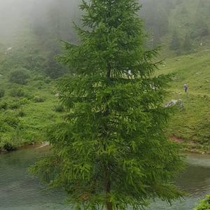 Larch (European)