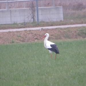 White Stork