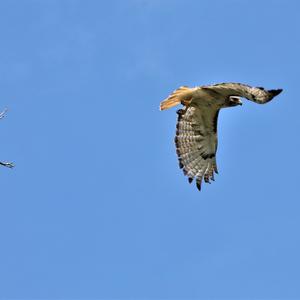 Rotschwanzbussard