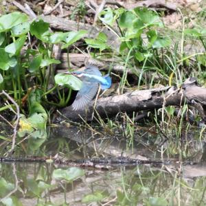 Common Kingfisher