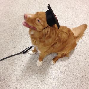 Retriever (Nova Scotia Duck Tolling)