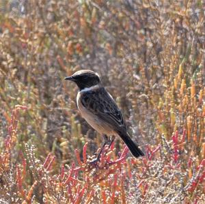 European stonechat