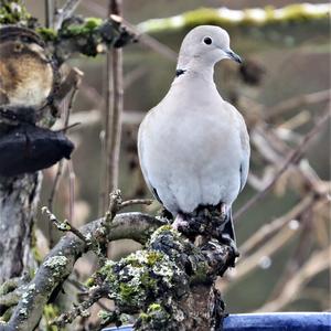 Eurasian Collared-dove