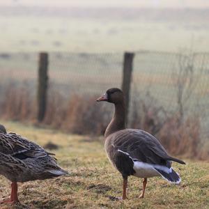 Greater White-fronted Goose