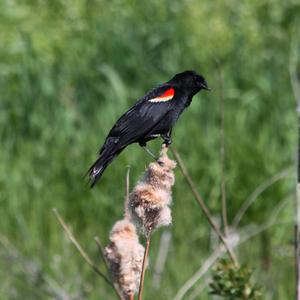 Red-winged Blackbird