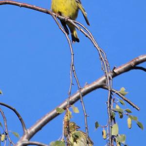 European Greenfinch