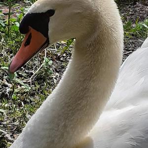 Mute Swan