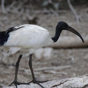 African Sacred Ibis