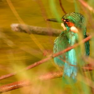 Eisvogel