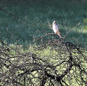 Common Buzzard