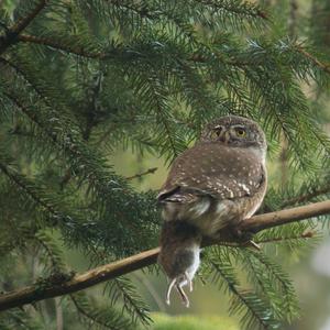 Eurasian Pygmy-owl