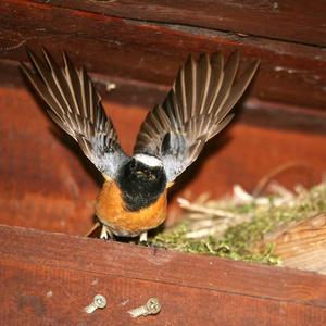 Common Redstart