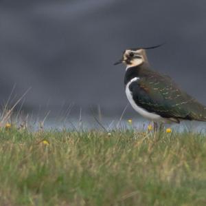 Northern Lapwing