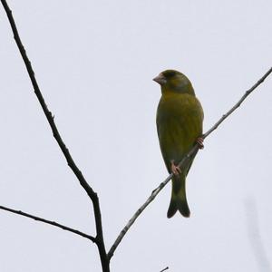 European Greenfinch