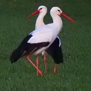 White Stork