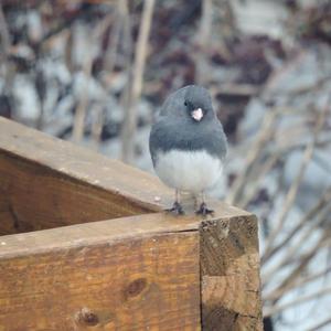 Dark-eyed Junco