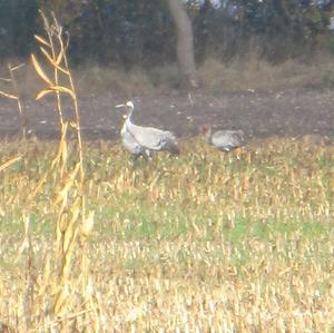 Common Crane