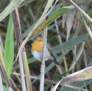 European Robin