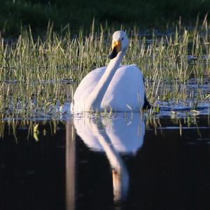 Whooper Swan