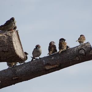 Eurasian Tree Sparrow