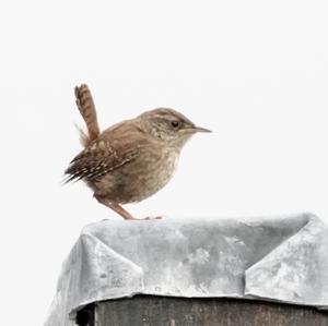 Winter Wren