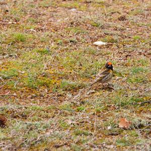 Fire-fronted Serin