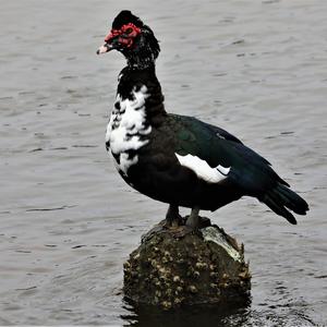 Muscovy Duck