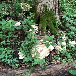 Black-staining Polypore