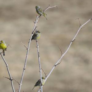 Alpine Citril Finch