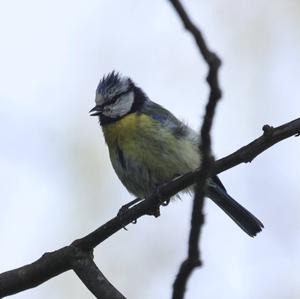 Blue Tit