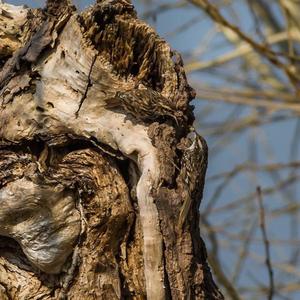 Short-toed Treecreeper