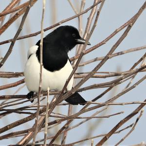 Black-billed Magpie