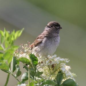 House Sparrow