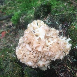 Eastern Cauliflower Mushroom