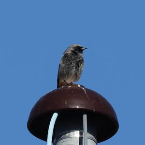 Black Redstart