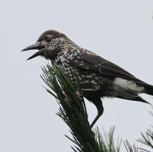 Spotted Nutcracker