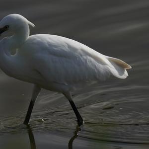 Little Egret