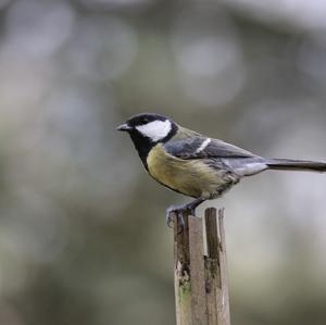 Great Tit