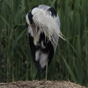 Grey Heron