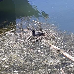 Common Coot