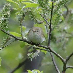 Bonelli's Warbler