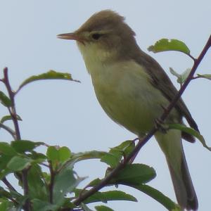 Melodious Warbler