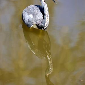 Tricoloured Heron