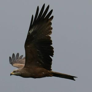 Black Kite