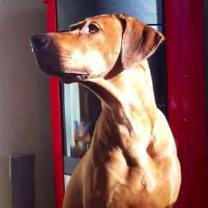 Rhodesian Ridgeback