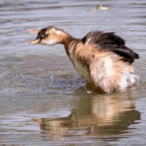 Little Grebe